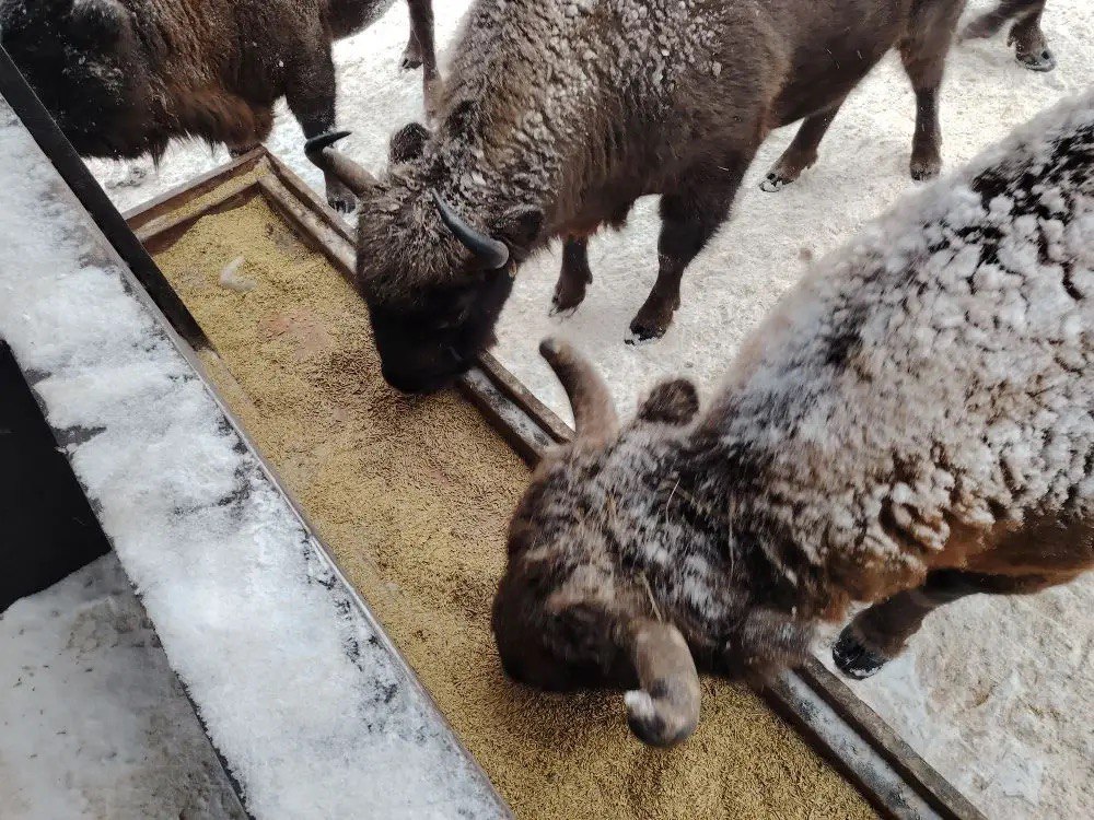 Для зубров из Калужской области приобрели 12 500 килограммов овса.

Благодаря помощи неравнодушны...