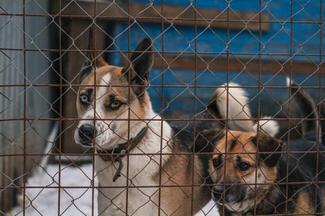 Приют "Новый Ковчег" начал сбор средств на корм.

В приюте содержатся 230 собак и 40 кошек, котор...