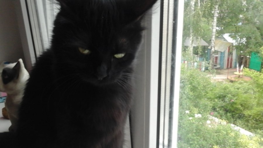 Ветеринары Калужской области примут участие во Всемирном Дне кастрации. В этот день клиники предл...