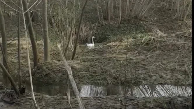 В калужской клинике оказывают помощь краснокнижному лебеду, получившему огнестрельное ранение.

П...