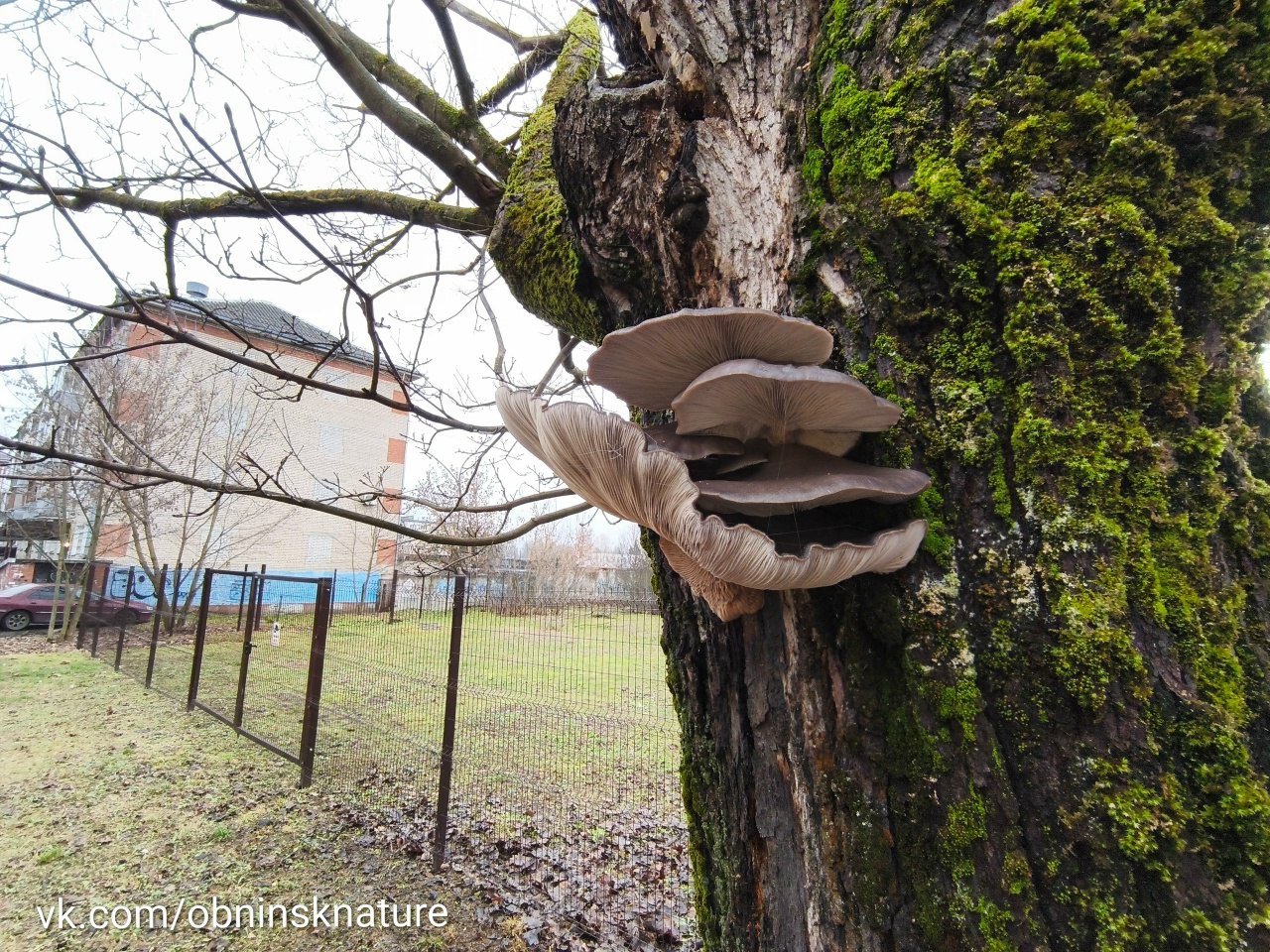 Осень затянулась, грибов — видимо-невидимо! В Обнинске на больных деревьях появились вешенки, соо...